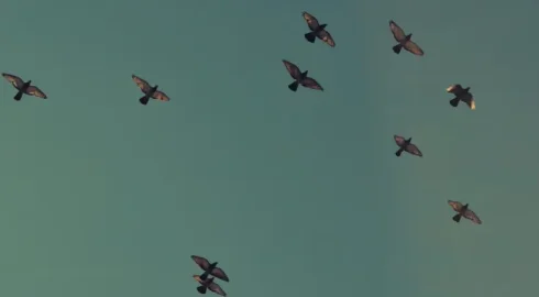​